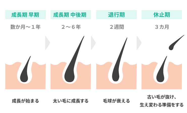 健康な髪のヘアサイクル