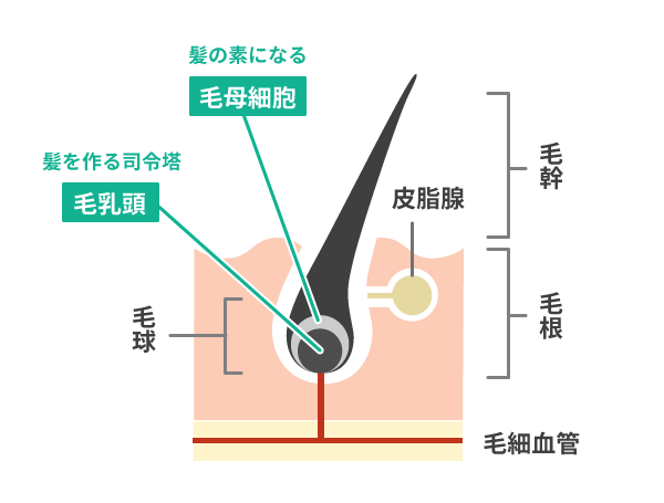 髪の仕組み